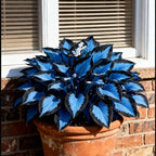 1000pcs Midnight Blue Hosta Seeds