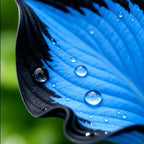 1000pcs Midnight Blue Hosta Seeds
