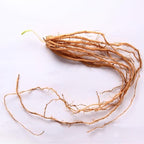 Asparagus Bare Root Plants - 1-5 years Crowns